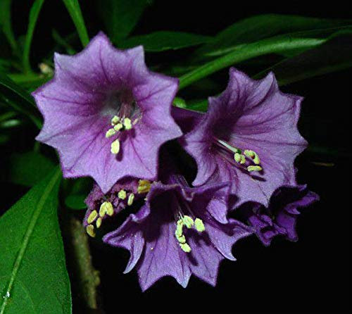 Portal Cool Semi di Cousin Royalty Iochroma Angelo Tromba Viola Colibrì Amore Brugmansia