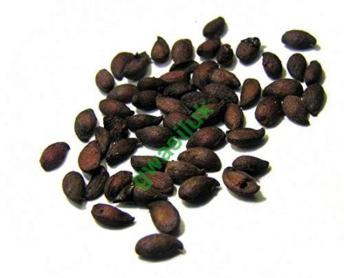 Portal Cool Aronia melanocarpa Chokeberry nero Semi di autentico da Polonia 600+ Seeds