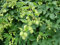Echter Hopfen Humulus lupulus L. Pflanze 5-10cm Bierhopfen Hoppen Hopfenpflanze