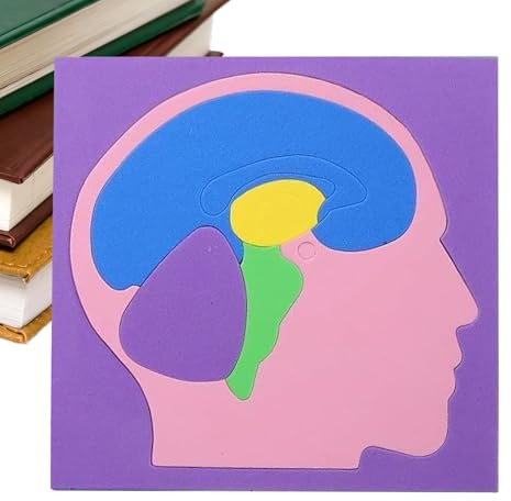 Human Body Puzzles für Kinder | 16 x 15,8 cm Engaging Eva Assembly Science Brain Model – Realistic Kids Anatomy Toys – für Mädchen Kinder Home Schule Indoor Kindergarten Travel