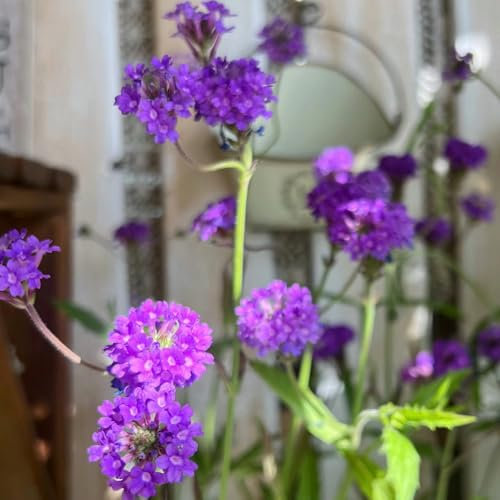 500 Pcs Verbene Pflanzen Samen - Verbena Officinalis - Kräutersamen, Winterharte Pflanzen Für Garten Eisenkraut Samen Bio, Kräutergarten Balkon, Winterharte Stauden Samen Kräuter,