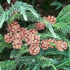 100 piezas de semillas de flores de azalea