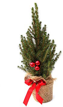 Geschmückter Weihnachtsbaum Zuckerhutfichte Picea glauca 'Conica' im Topf gewachsen (Jute mit 3 rote Kugeln 20-30cm)