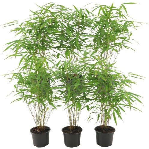Fargesia Rufa - Bambou | 6 pièces - 25cm - Ø12cm - Plante de jardin - Multideal