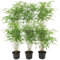 Fargesia Rufa - Bambou | 6 pièces - 25cm - Ø12cm - Plante de jardin - Multideal
