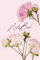 NoteBook: Beautiful Pink Rose NotBook