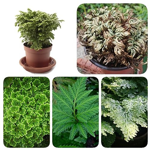 3 Pcs rose von jericho echte zwiebeln, winterharte pflanzen für kübel, kletterpflanzen winterhart (Selaginella tamariscina) zierlauch zwiebeln winterhart mehrjährig, zimmerpflanzen
