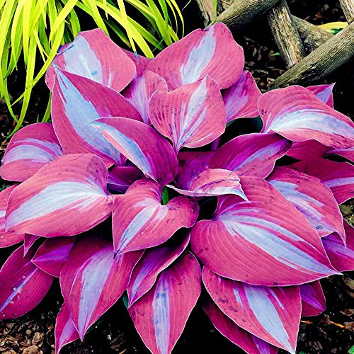 Viola: Davitu 150 Pz/pacco Hosta Seeds di fiori Perenni da giardino ornamentali Lily Shade Hosta Piante Seeds - (Colore: viola)