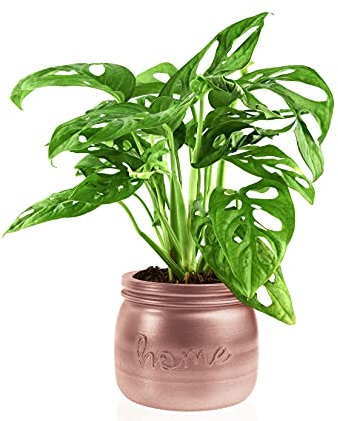 Monstera Monkey Leaf Maceta Miel de oro rosa de 11 cm de diámetro y 12 cm de alto
