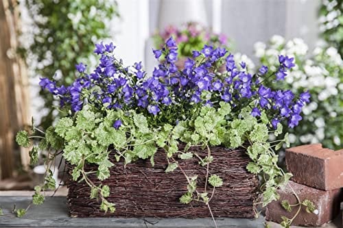 Glechoma hederacea ca. 9x9 cm Topf - Gundermann, violette Blüten, Blütezeit April-Juni, ideal als Bodendecker, bienenfreundlich, pflegeleicht