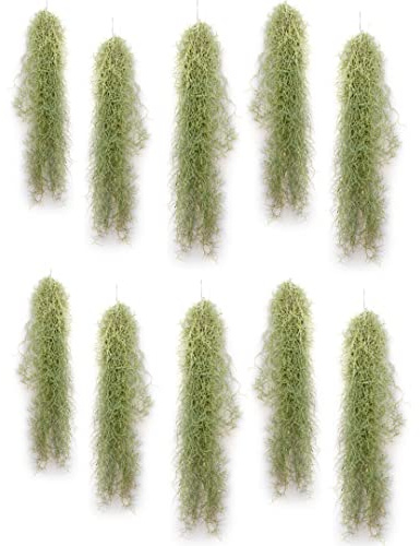 PLANDAIRE - Plantas de Aire Naturales Tillandsia Natural Usneoides - Clavel del Aire - Planta Aerea Natural Barba de Viejo - Plantas Colgantes - Plantas de exterior - Planta de Interior (10, 20-30 cm)