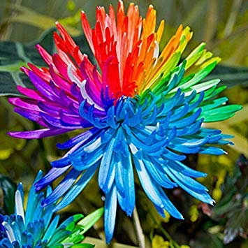 Günstig! 20pcs Regenbogen Chrysantheme Semi di Fiore di Colore Raro Nuovo DIY Casa Giardino Pianta Fiore