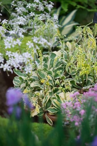 Chiastophyllum oppositifolium 'Jim's Pride' ca. 9x9 cm Topf - Goldtröpfchen, gelbe Blüten, Blütezeit Mai-Juni, ideal für Steingärten, winterhart, pflegeleicht