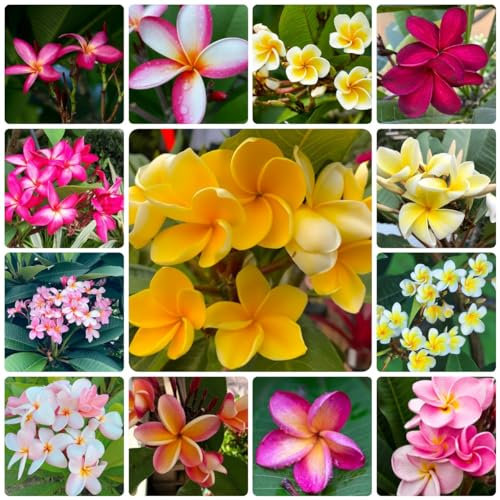 200 Pcs Frangipani Pflanze Samen - Plumeria Frangipani - Pflanzen Garten, Winterharte Pflanzen Für Garten,Plumeria Rubra, Blütenmix, Stauden Winterhart Mehrjährig, Deko Blumen Wildflower
