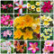 200 Pcs Frangipani Pflanze Samen - Plumeria Frangipani - Pflanzen Garten, Winterharte Pflanzen Für Garten,Plumeria Rubra, Blütenmix, Stauden Winterhart Mehrjährig, Deko Blumen Wildflower