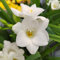 Freesienzwiebeln : Freesia - Freesie  verschiedene Sorten  5 Blumenzwiebeln (weiß)