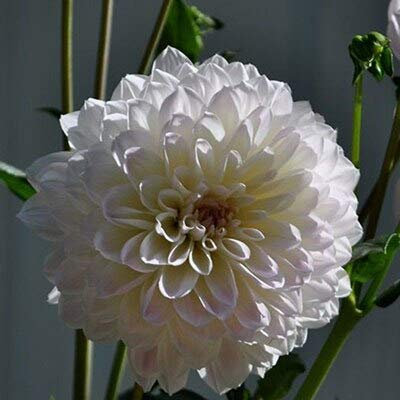 Nero: 2016 Nuovo Arrivo Viola Bordo Bianco Semi di Dalia, 100% Davvero Dalia Bonsai Fiore Pianta Semi Fai da te Giardino di casa Fiore 100 Particella