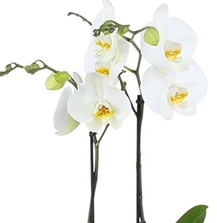 1 Phalaenopsis Moth Orchid with 1 or 2 Flower Branches White Colour Indoor Flower Plant in 9cm Pot