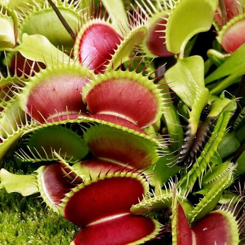 semillas atrapamoscas - carnívoras - plantas en macetas resistentes al exterior trampa para moscas venus mosca planta semillas plantas de sombra, semillas suculentas Suculentas 200pcs
