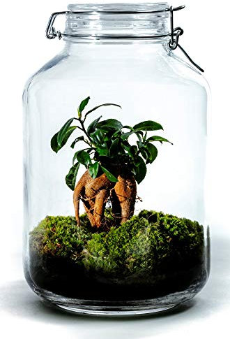 Growing Concepts DIY Nachhaltiges Ökosystem Flaschengarten Einmachglas 5L - Ficus Ginseng - H28xØ18cm