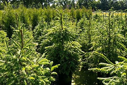 10st. Rotfichte 40-70cm Weihnachtsbaum Picea abies Rotfichten Wurzelware Fichte Brennholz