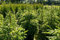 10st. Rotfichte 40-70cm Weihnachtsbaum Picea abies Rotfichten Wurzelware Fichte Brennholz