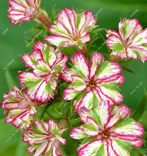Ponak New Fresh 50 Stück Grün Rot Phlox Drummondii Blumensamen