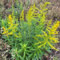 Echte Goldrute Samen, wildkräuter samen goldrute solidago virgaurea, kräuter samen mehrjährig bonsai samen, kräutergarten kräuterbeet balkon winterharte pflanzen für garten balkon 500pcs