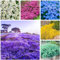3000+ Stück Mix Kriechender Thymian Samen zum Anpflanzen, Thymus Serpyllum Heirloom, Bodendecker Blumensamen Mehrjährig Winterhart, Blau, Lila, Weiß, Rot, Grün, Gelb Blumen