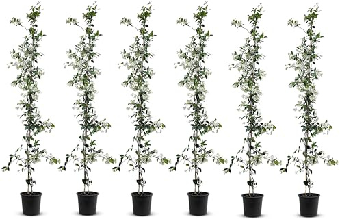 Tropictrees - Trachelospermum Jasminoides - 140cm - Winterhart - Sternjasmin - toskanischer Jasmin -Weiß - 6 pcs