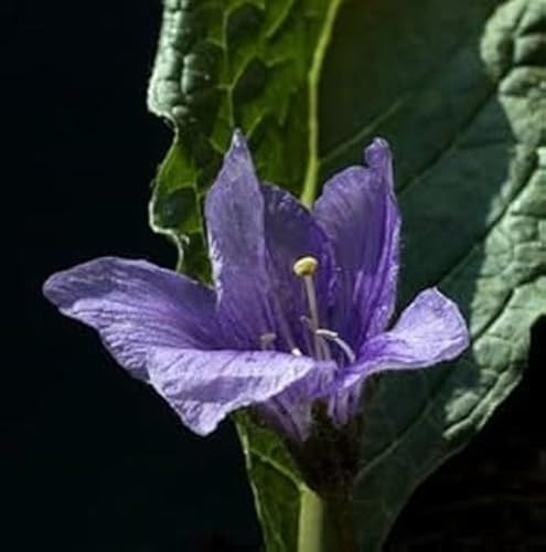 Alraune Mandrogora officinarum 10 frische Samen