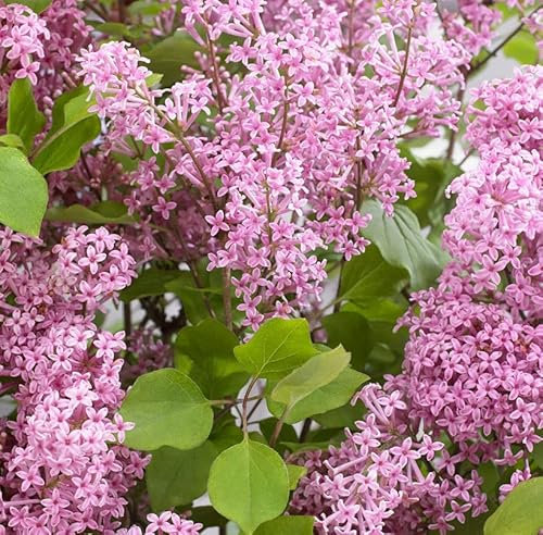 Zwergflieder Flowerfesta® Purpur 30-40cm - Syringa - lebende Gartenpflanze aus den Baumschulen