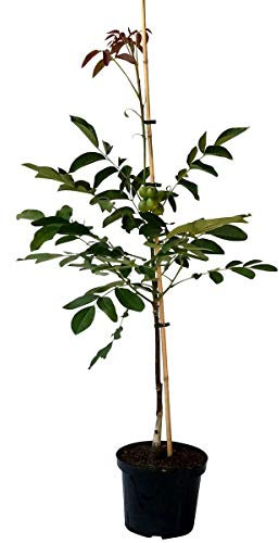 Weinsberg 1 veredelter Walnussbaum Walnuss mit hohem Ertrag ca. 60-100 cm im 7,5-10 Liter Topf