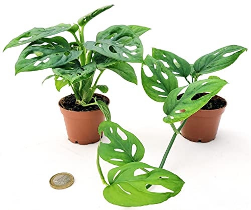 POWERS TO FLOWERS - PHILODENDRON ADANSONII e OBLIQUA MINI, IDEALE PER TERRARIUM, MONSTERA, piante vere