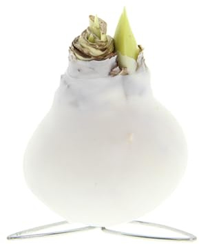 Bloomique - Amaryllis-Zwiebel in weißem Wachs - Kolibri-Weiß - Blumenzwiebel - keine Wasserblumen - Weihnachtsdekoration - Höhe 10-20 cm bei Lieferung - Wird bis zu 30-50 cm groß - 7 cm Durchmesser