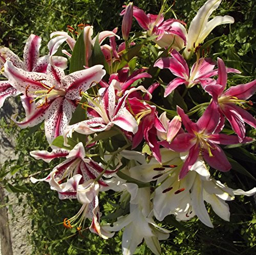 Lilium - Orientalische Lilien MIX 5 Zwiebeln
