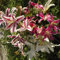 Lilium - Orientalische Lilien MIX 5 Zwiebeln