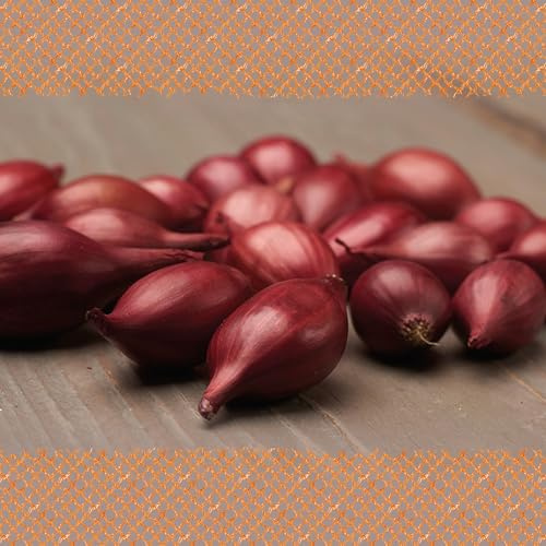FLORTUS – Wintersteckzwiebel Rolein 500 g Netz zertifiziertes Pflanzgut – Zwiebelgröße 14-21 mm, für den Anbau von milden, aromatischen, roten Zwiebeln – Für Garten & Hochbeet
