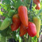 samenfritze Andenhorn Tomatensamen für ca. 10 Pflanzen - robuste Flaschentomate