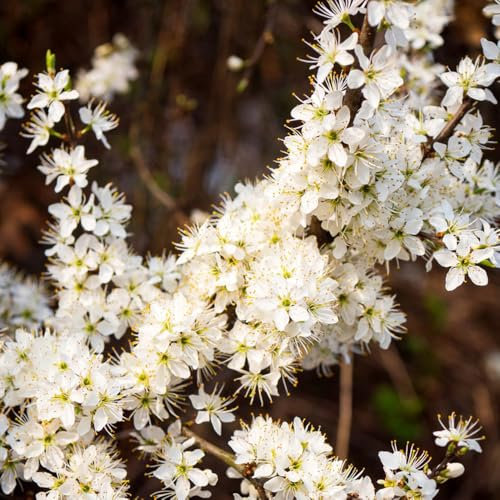 obstpflanzen samen, obstbäume samen baumsamen baum samen Seltene Pflanzen Serie exotische früchte Premium obst samen Prunus-spinosa stauden alte sorten saatgut, Bergpflanzung, 150pcs