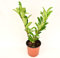 Pianta Lauroceraso, Vaso 18cm, Altezza 30/40cm