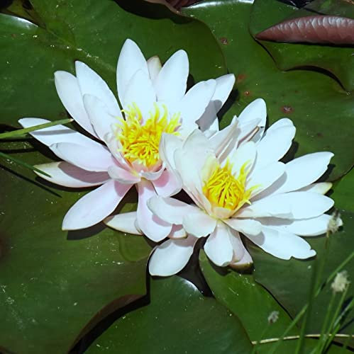 Teichpflanzen Seerosen : Nymphaea Seerose Pia Stella Berthold winterhart Pflanztiefe bis 150 cm
