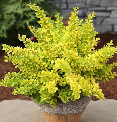 Beberitze Sunsation 10-15cm - Berberis thunbergii - lebende Gartenpflanze aus den Baumschulen