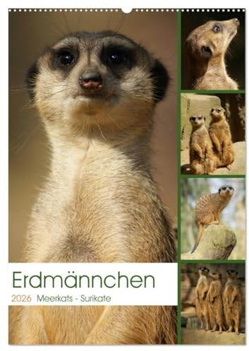 Erdmännchen-Meerkats-Surikate (Wandkalender 2026 DIN A2 hoch), CALVENDO Monatskalender: Edrmännchen sind einfach putzige Kerlchen. (CALVENDO Tiere)