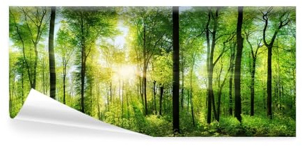 decomonkey Fototapete selbstklebend Wald, 539x250 cm, Eckfototapete Natur | Selbstklebende, Tapeten, Wand, Tapete, Wandtapete, klebend, Klebefolie