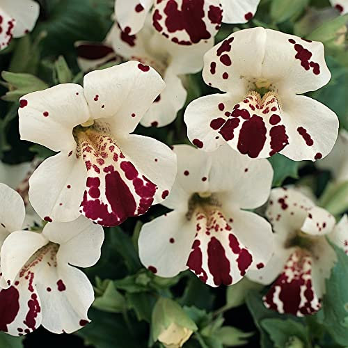 Mimulus x hybridus 'Monkey Magic' F1 Hybrid Diplacus Monkey Flower Musk Tender Perennial Easy to Grow Your Own Outdoor Garden Flower Plants (Approx. 40 Seeds) by Thompson and Morgan