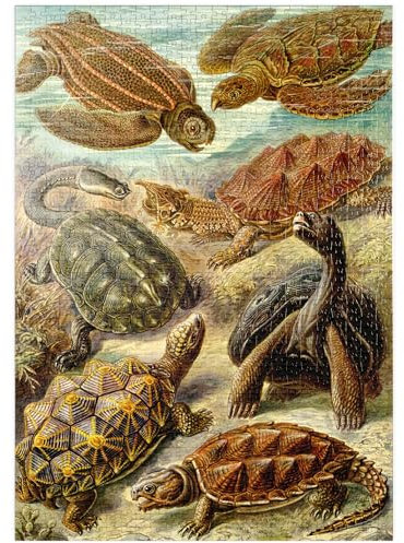 MyPuzzle Schildkröten (Chelonia) - Kunstformen in der Natur, Vintage Art Poster, Ernst Haeckel - Premium 1000 Teile Puzzle - MyPuzzle Sonderkollektion von Havana Puzzle Company
