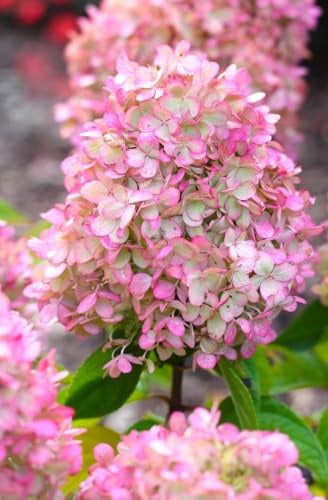 Hortensia paniculata Sundae Fraise - Hortensia (80-100 cm), color rosa