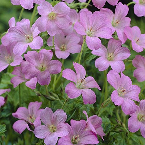 Hardy Geranium x oxonianum 'Wargrave Pink' 9cm Pot Size