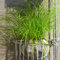 Cyperus alternifolius Zumula | Cat Friendly Indoor Plant | 20-30cm (Incl Pot)